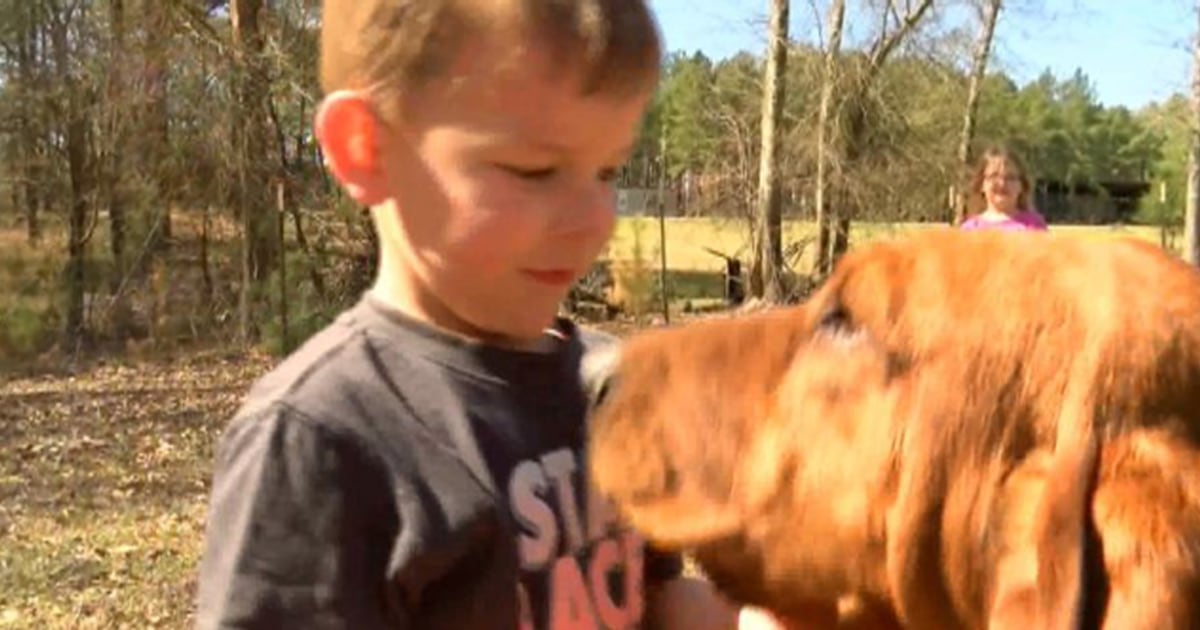 Why Every Dog Finds Missing Toddler Stories Go Viral and What They Actually Teach Us